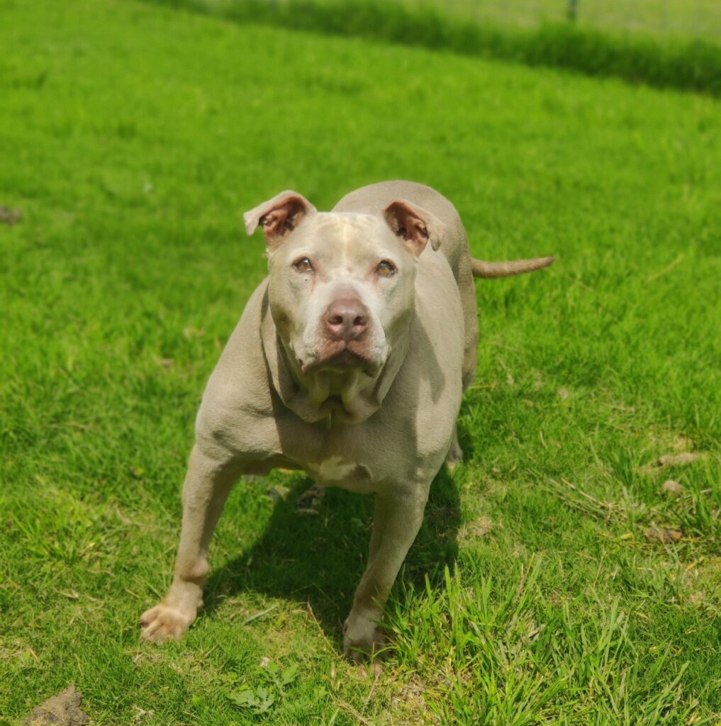 A rescue dog running across the grass at Pearl's Place